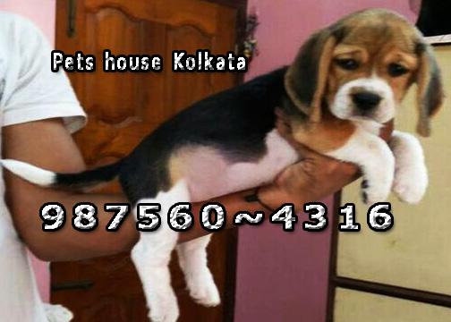 Imported Adorable BEAGLE Dog Puppies Sale At MANIPUR