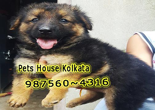 Imported Quality GERMAN SHEPHERD Dogs sale At KOLKATA