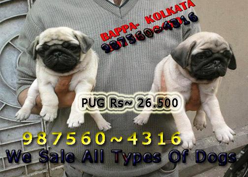 Imported Quality Vodafone PUG Dogs Sale At RAIPUR