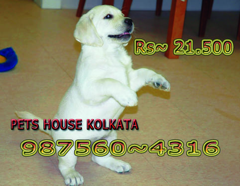 Quality registered LABRADOR Dogs Available at PORT BLAIR