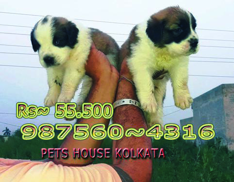 Registered Quality SAINT BERNARD Dogs pups Sale At AIZAWL