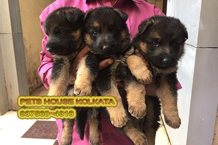 Top Imported Quality GERMAN SHEPHERD Dogs Rs 21500 KOLKATA