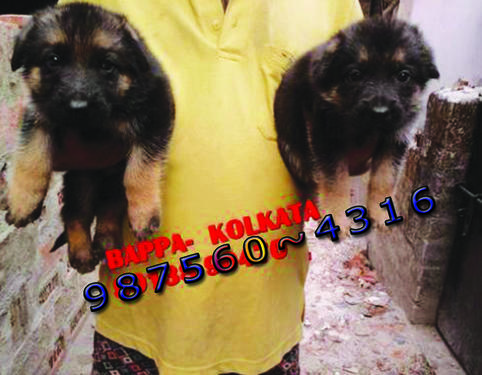 Imported Quality GERMAN SHEPHERD Dogs Sale At GUWAHATI
