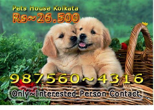 Imported Quality GOLDEN RETRIEVER Dogs Sale At PORT BLAIR