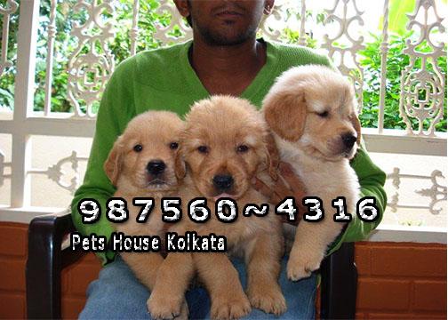 Imported Quality GOLDEN RETRIEVER Dogs sale At RAJARHAT