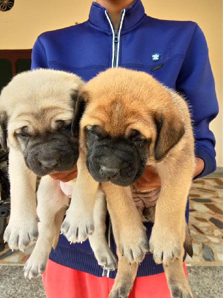 Mastiff puppies for selling