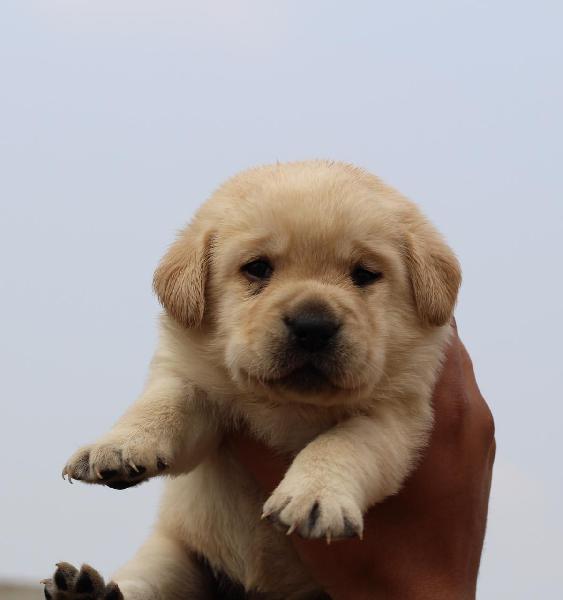 Trust Kennel Beautiful Labrador Puppies Dogs Available