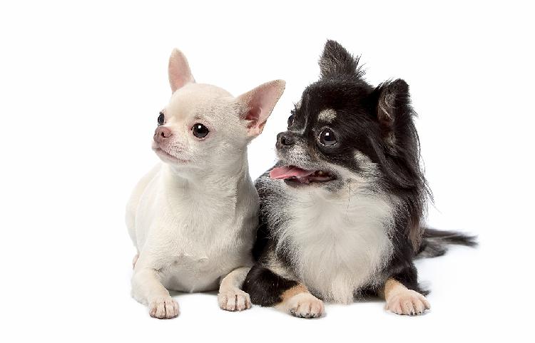 Trust Kennel Chihuahua Puppies Sale