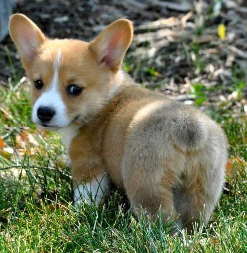 Trust Kennel Corgi Puppies Dogs Available