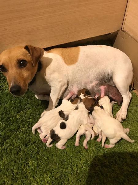 Trust Kennel Jack Russell Puppies available
