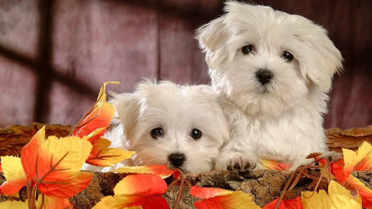 Trust Kennel Maltese Puppies For sale