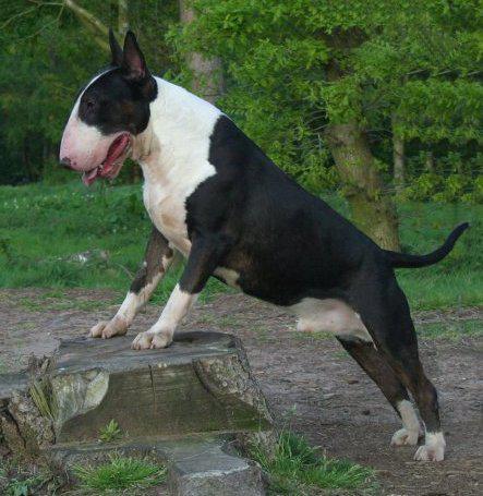 Trust Kennel Online Pets Shop Bull Terrier Puppies For Sale
