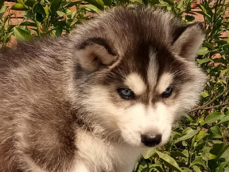 Trust Kennel Superb Siberian husky puppies dogs for sale