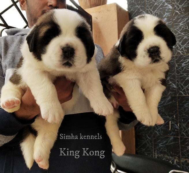 Saint Bernard puppies in Bangalore 9743255559 Simha kennels