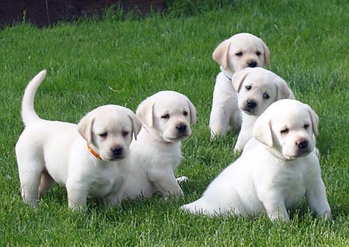 registered Labrador retriever puppies