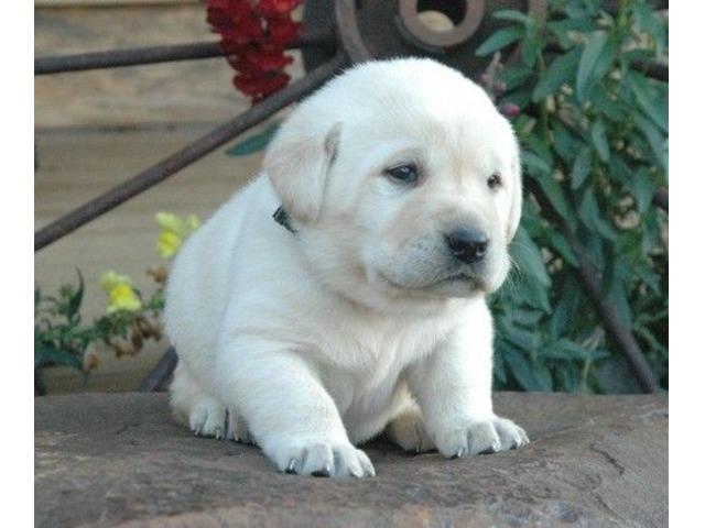 Lovely Labrador puppies for adoption