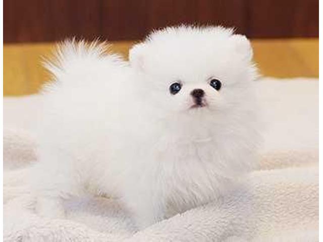 Adorable Pedigree Pomeranian Puppies for adoption