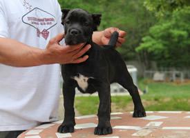 Cane-Corso (italian mastiff) pups for sale. Import parents.