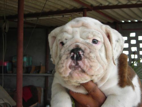 English bulldog pups for sale. Import Ch. parentage. Regd.