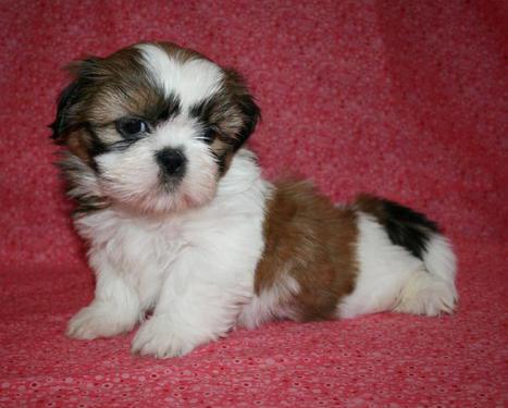 Excellent quality Shih tzu puppies ready to sale at sreegane