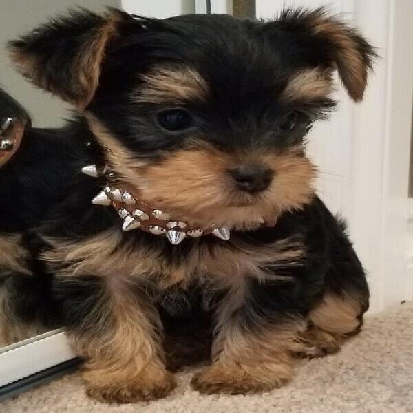 Lovely Female TCup Yorkie puppies for Adoption