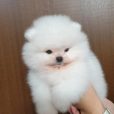 Supper cute tea cup Pomeranian puppies for rehoming