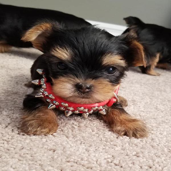 Teacup Yorkie Puppies for Adoption