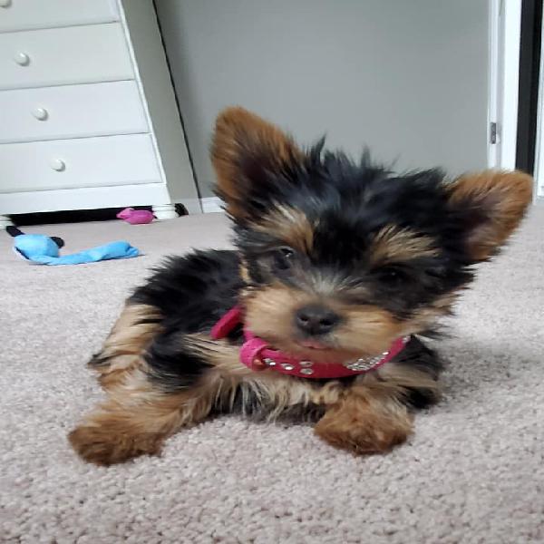 Two Adorable Tea Cup Yorkie Puppies For Adoption