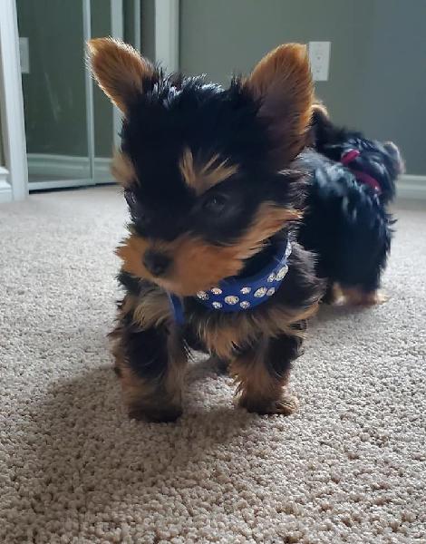 Available female and male Yorkie
