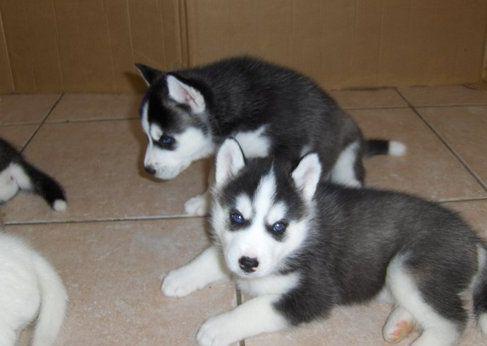 We have 2 cute and adorable KCI Husky puppies for adoption