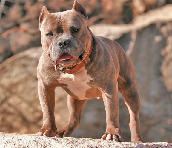 American BullY pUPpies fOR SALE Trust Dogs Kennel