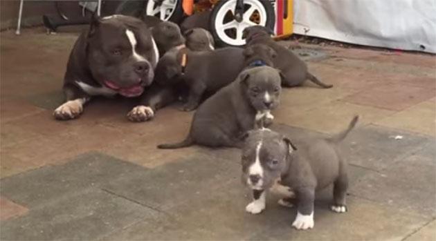 American Bully Pups For Sale In Delhi 9899803008