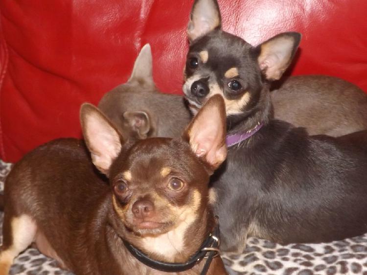 CHIHUAHUA PUPS FOR SALE IN DELHI TRUST DOGS KENNEL