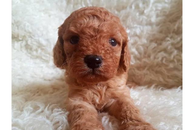 Cavoodle puppies - take me home