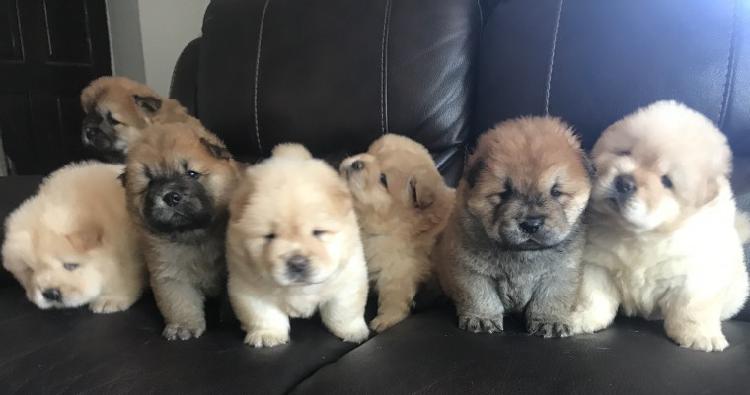 Chow Chow Pups For Sale Trust Dogs Kennel