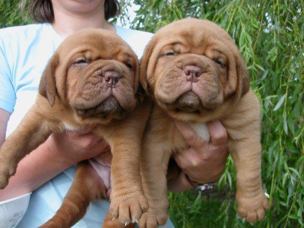 FRENCH MASTIFF PUPS FOR SALE TRUST DOGS KENNEL