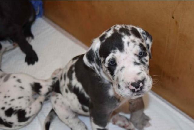 Gorgeous Great Dane Puppies