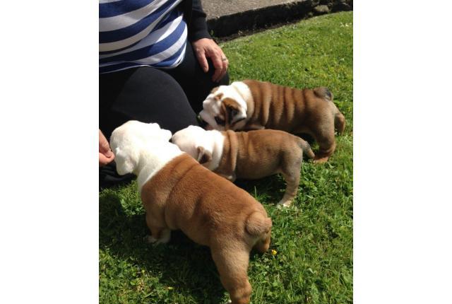 Pedigree English Bulldog Puppies For Adoption