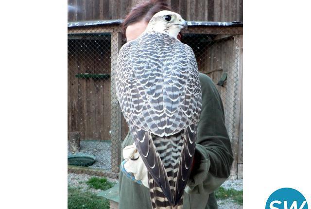 Peregrine falcons for sale.