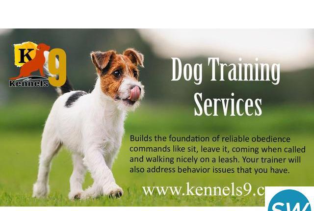Pet care services, Dog and Puppys training classes From