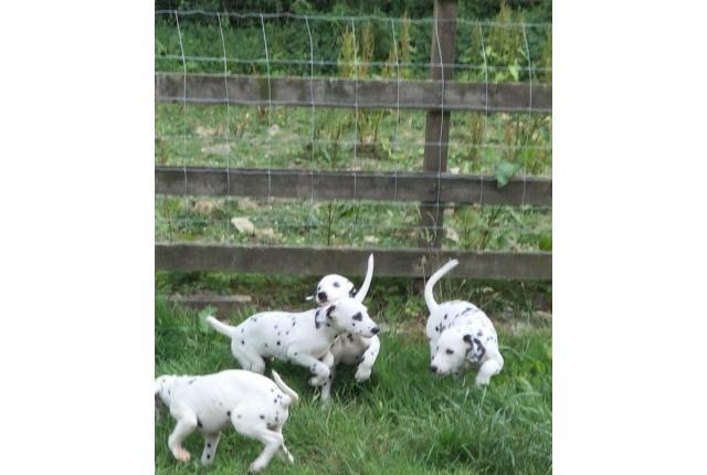 Stunning Pedigree Dalmatian Puppies ready for adoption
