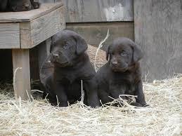 Trust Dogs Kennel Chocalate Lab Pups For Sale