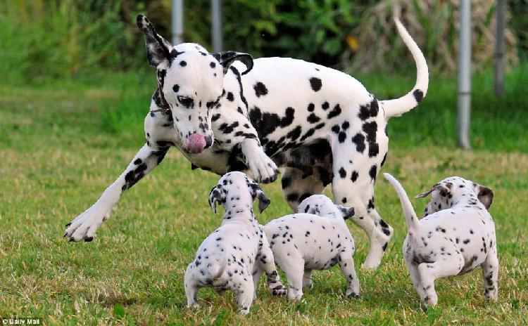 Trust Dogs Kennel Dalmatian Pups For Sale