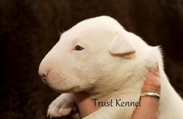 Trust Dogs Kennel English Bull Terrier Pups For Sale