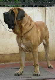 Trust Dogs Kennel English Mastiff Pups For Sale