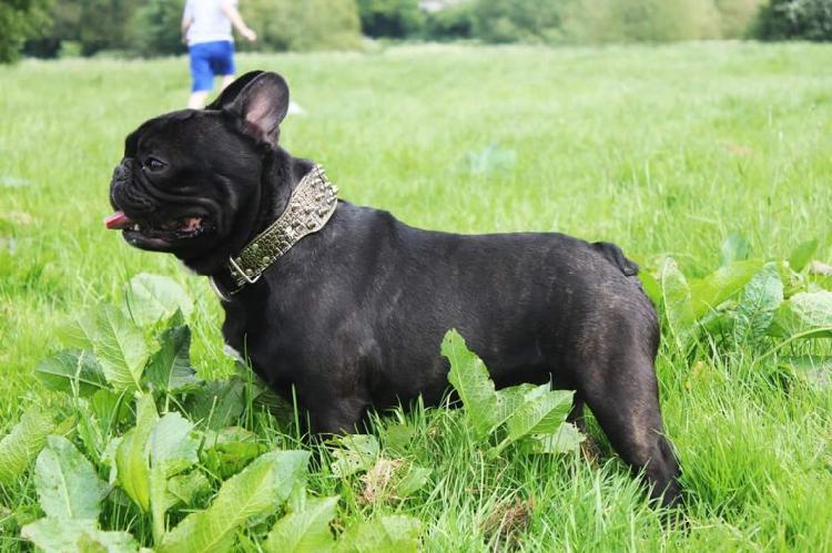 Trust Dogs Kennel French BullDog Pups For Sale