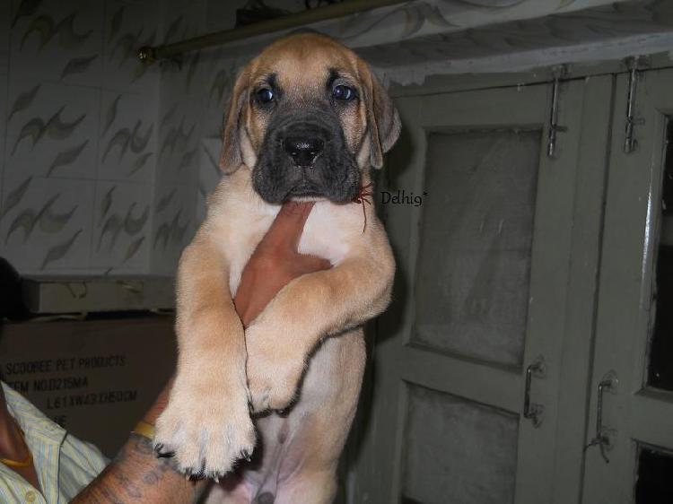 Trust Dogs Kennel GREAT DANE PUPS FOR SALE