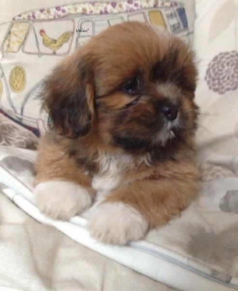 Trust Dogs Kennel Lhasa Apso Pups For Sale In Delhi