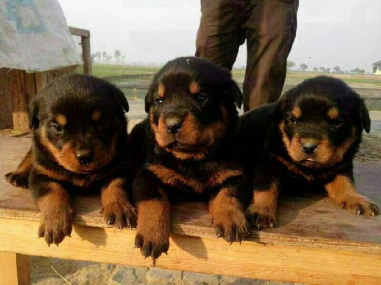 Trust Dogs Kennel Rottweiler Pups For Sale