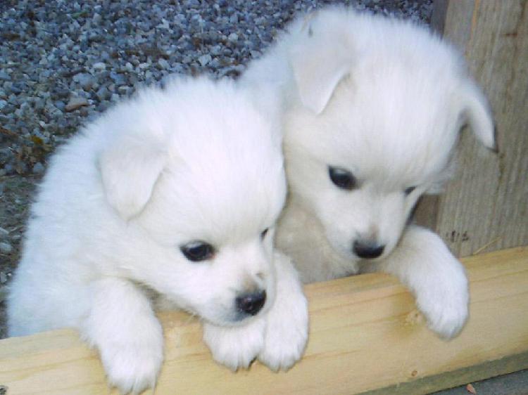 Trust Dogs Kennel Spitz Pups For Sale In DELHI